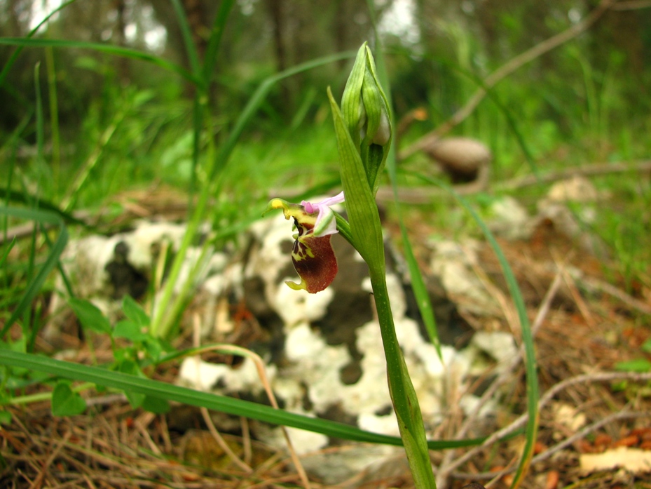 Ophrys Calliantha e Ophrys da determinare